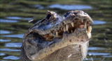 Life :Filming Reptiles and Amphibians