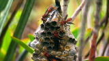 play video on Discovery Channel
