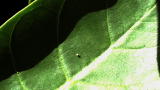Short Attention: Butterfly Eggs