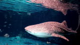 Sharks at Georgia Aquarium: Sharks Then and Now