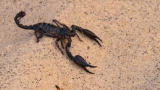 Dual Survival 2: Scorpion Removal