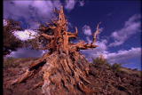 Assignment Discovery Shorts: Tree Bristle Cone Pine