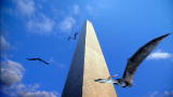 Prehistoric Washington DC: Pterosaur Escape