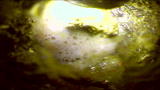 Dirty Jobs: Cow Innards