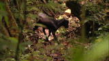 Dual Survival: Stalking Wild Goat