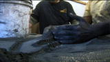 Dirty Jobs: Den of Death