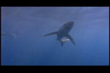The Ultimate Guide to Sharks: How Sharks Swim