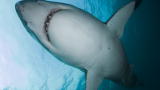Shark Week: Anatomy of an Attack