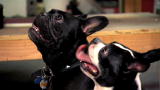 Mythbusters: Gas Dog