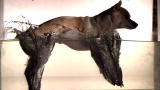 Time Warp: Waterlogged Dog