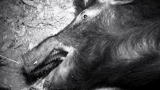 Hogs Gone Wild: Fat Sow