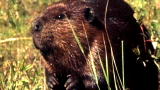 Outdoor Adventure: Beavers