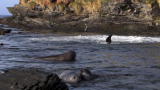 Life: Orca Hunts Elephant Seals