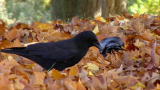 Is It Possible: Super Smart Crows
