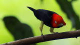 North America: Birds Dance to Score a Date