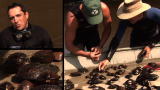 Cool Jobs: Mussel Men