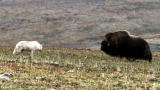 Frozen Planet: Musk Ox Save Calf from Wolves