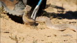 Man vs. Wild: Rattlesnake Strike