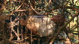 Dual Survival: Aboriginal Lazy Boy
