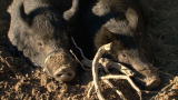 Hogs Gone Wild: Everything is Bigger in Texas