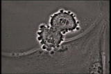 Assignment Discovery Shorts: Cell Division