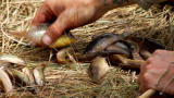 Out of the Wild: Venezuela: Fish Feast