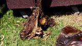 Dirty Jobs: Death Stench