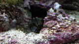 Earth: Peacock Mantis Shrimp