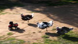 Dirty Jobs: Run Turkey Run