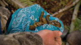 Dual Survival: Banana Slug Harvest