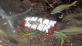 Shark Week: Shark Week Aquarium 3
