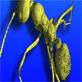 Animals: X-Ray Vision Shows Dino-Era Bugs