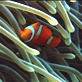 Discovery Atlas: Australia Revealed: Great Barrier Reef