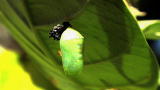 Short Attention: Chrysalises