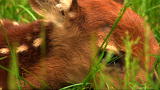 Outdoor Adventure: Fawn Survival
