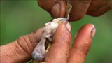 Man vs. Wild: Fetus Over Easy