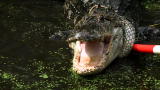 Swamp Brothers :Gator Takedown
