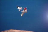 Destroyed in Seconds :Flying Motorcyclist