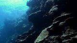 Short Attention: Four Kinds of Coral Reef