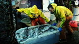 Deadliest Catch 7: Kodiak's Runaway Totes