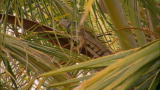 Dual Survival: Snagging Iguana