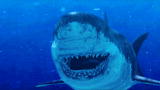 Prehistoric Washington DC: Mega Shark