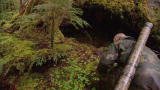 Dual Survival: Tree Trunk Shelter