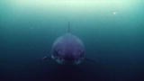 Shark Week: The Ring of Death