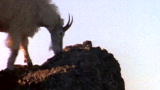 Outdoor Adventure: Mountain Goats