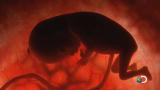 Discovery Promo: Curiosity: Life Before Birth