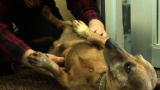 Why? Tell Me Why!: Dog Leg Twitching