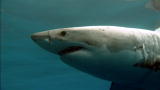 Shark Week: Sharks Patrol Crowded Beach