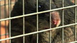 Ratzilla: Rat Investigation