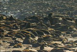 Air Jaws :Sharks of South Africa: Danger on Seal Island